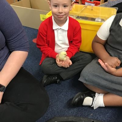 Chick Hatching